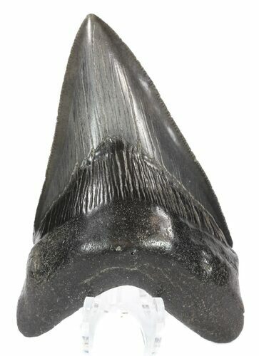 Serrated, Lower Megalodon Tooth - Georgia #52408
